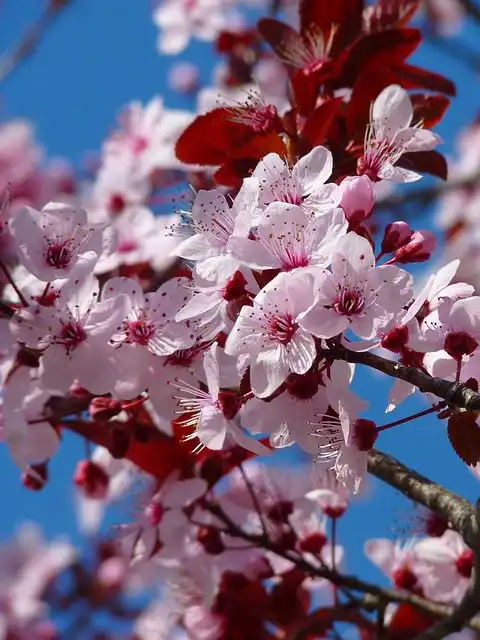 blossoming-trees image