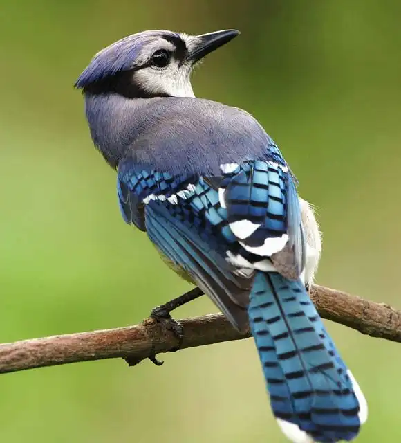 blue-jay image