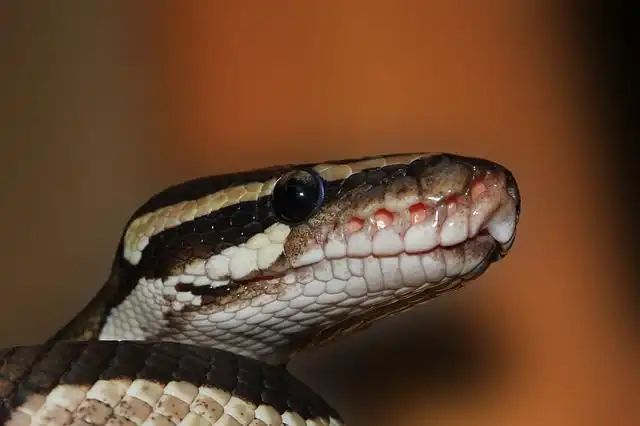 boa-constrictor image