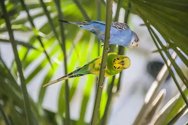 budgie image