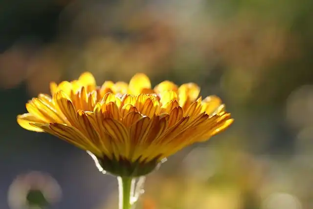 calendula image