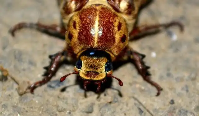 cockroach image