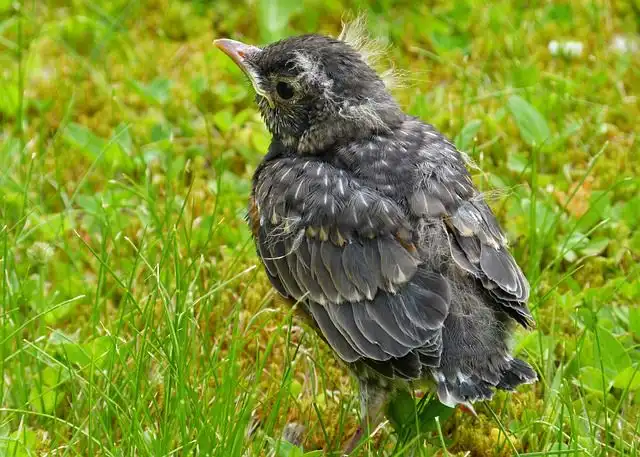 fledgling image