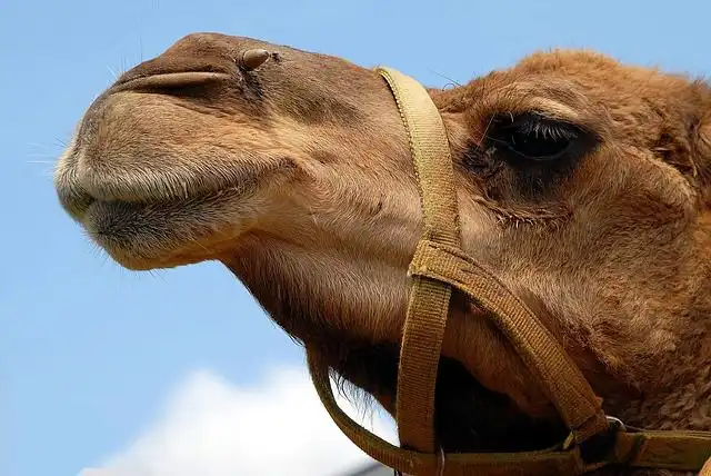 hump image