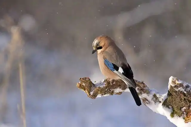 jay-bird image