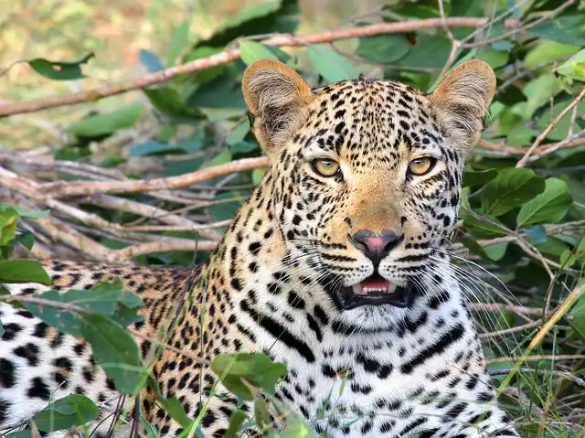 leopard image