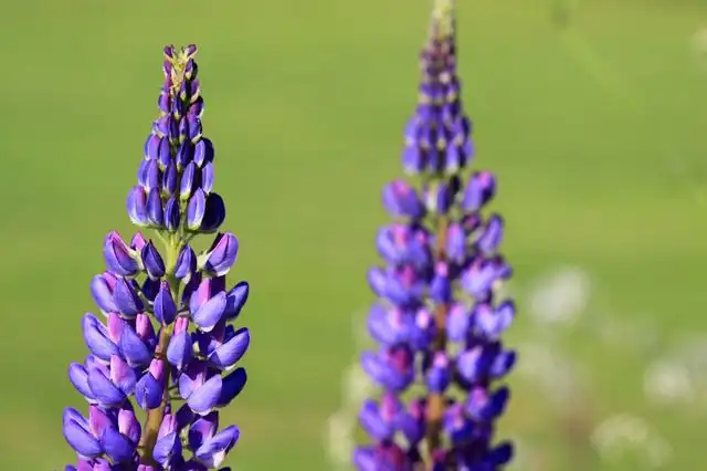 lupine image