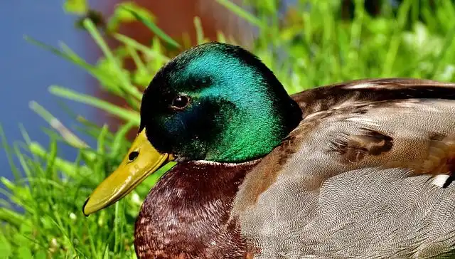 mallard image