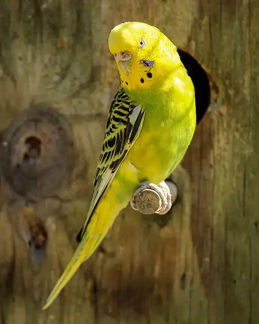 parakeet image