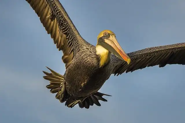 pelican image