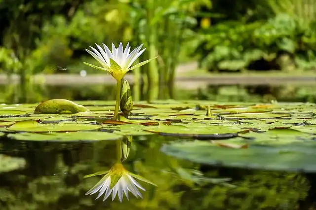 pond image