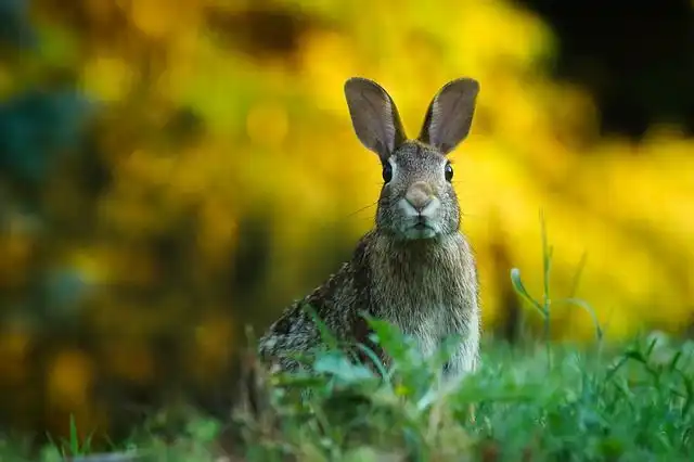 rabbit image