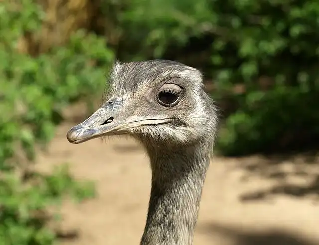 rhea image