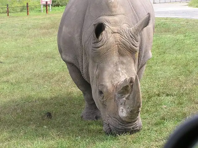 rhinocerous image