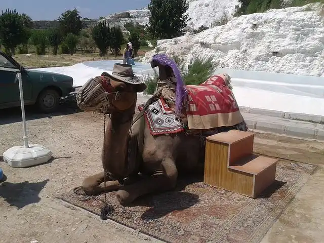 riding-a-camel image