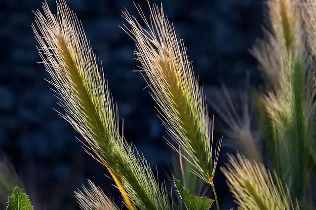 spikes-of-grain image