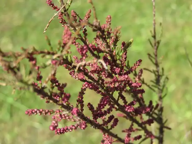 tamarisk-tree image