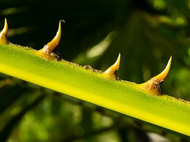 thorns image